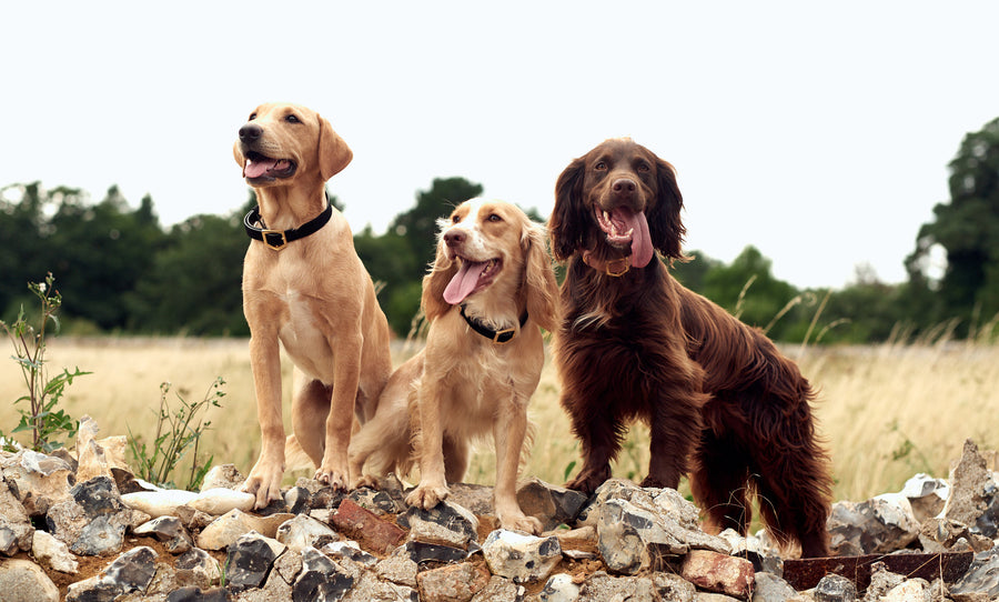 Fashion Hounds