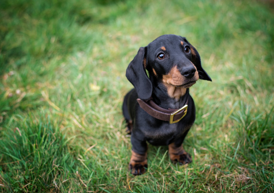Best in Show 2019