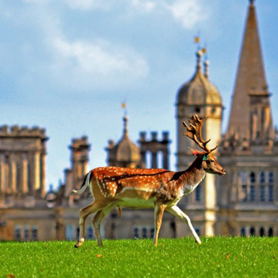 The Ultimate Things to do around Stamford