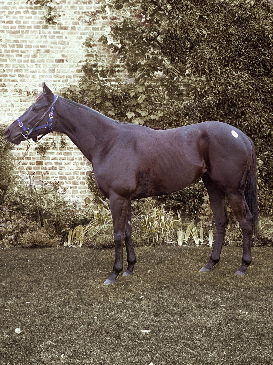 May 2024: Our Racing Club Horse - Vocal Studies - won at Thirsk races on Saturday 4th May. 
The trainers are Roger Fell/Sean Murray and the Jockey was Jonny Peate. - Join Our Racing club today.