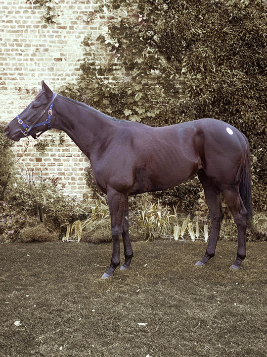 May 2024: Our Racing Club Horse - Vocal Studies - won at Thirsk races on Saturday 4th May.
The trainers are Roger Fell/Sean Murray and the Jockey was Jonny Peate. - <a href=