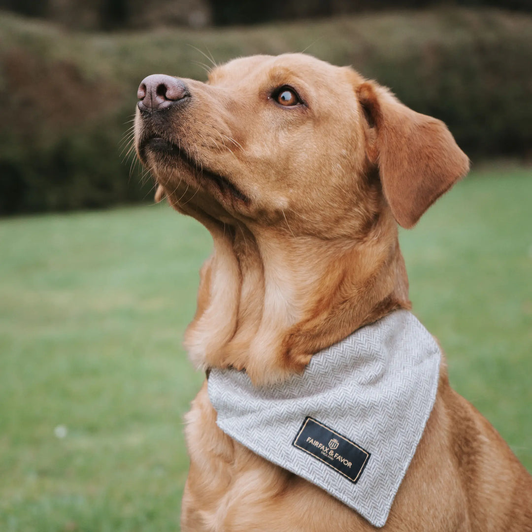 March 2024: Fairfax & Favor's  debut stand at Crufts UK!