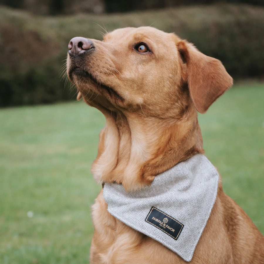 March 2024: Fairfax & Favor's  debut stand at Crufts UK!
