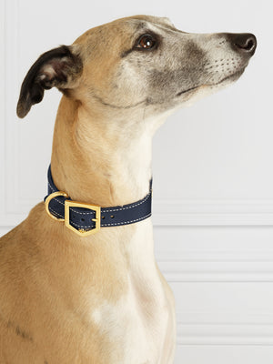 Fig Whippet Dog Collar - Navy