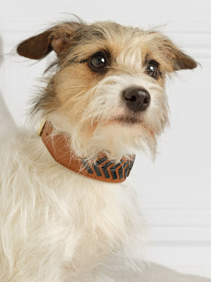 The Tetbury Dog Collar - Tan &amp; Navy