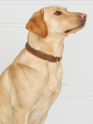 The Tetbury - Dog Collar - Tan & Navy Leather
